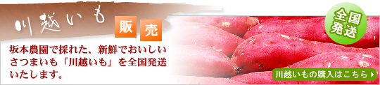 川越いも販売　坂本農園で採れた、新鮮でおいしいさつまいも「川越いも（川越芋）」を全国発送いたします。